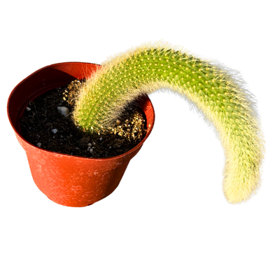 4" Monkey Tail Cactus | Hildewintera Colademononis | eBay