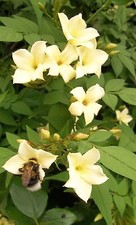 Jasmine officinale Clotted Cream rich cream scented summer flowers bees 1litre