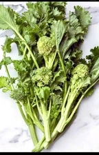 100+ Broccoli Di Cicco 500 mg Seeds Compact Italian Heirloom Container Garden 