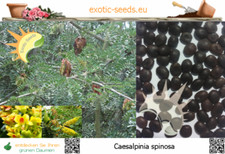 Caesalpinia spinosa - Rothülsenbaum - 10 Samen mit Stecketikett