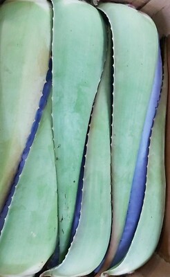 100% ALOE VERA BARBADENSIS Miller FRISCH LANG FRISCHBLATT AUS SPANIEN 1KG
