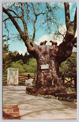 The Bear Tree Petrified Forest CA Vintage Chrome Postcard Luther Burbank