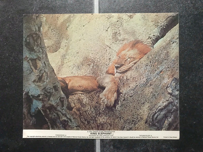 KING ELEPHANT Original Vintage 1971 Movie Film Photo 4 AFRICAN SLEEPING LION