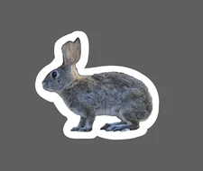 Rabbit Sticker Waterproof Realistic Hare Outdoor Nature Wildlife Gift NEW