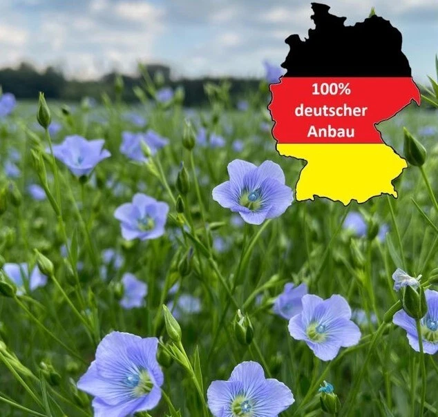 Bio Leinkuchen FEST Pferd Leinpellets Leinsticks nur deutsche Leinsaat - Bild 3 von 4