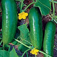 Persian Middle East Cucumbers Seeds (25 Seed Packet) (More Heirloom, Organic, No