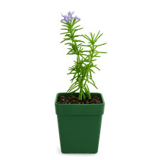 Mini Purple Flower Rosemary Plant, 2 Inch Pot, Outdoor Herb Garden Starter