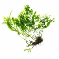 Bolbitus ( 2 leaf on Rhizome )