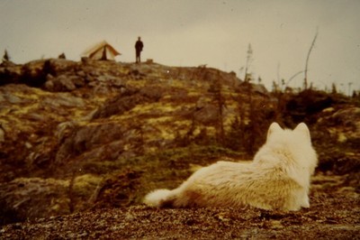 Filmdia Never Cry Wolf Movie Slide 35mm L31-28-5-2