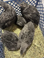 10 ++ All Black Coturnix Quail Hatching Eggs