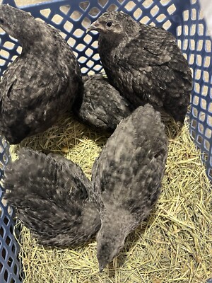 20 ++ All Black/White Coturnix Hatching Eggs