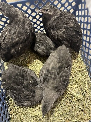 BUDDY’S HATCHERY 10 ++ All Black Coturnix Quail Hatching Eggs