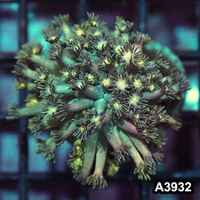 Item#A3932IN3932(S) WYSIWYG Indo Rainbow Goniopora Frag