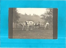 Vintage Photo Postcard-Cows on the Farm, Leon, New York