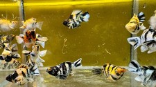 Molly sanke blue eye round tail ballon breeding size LIVE FISH USA Local Breeder