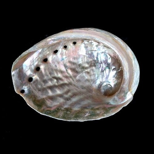Abalone Pink Haliotis Natural Polished seashell 7-9cm - Picture 5 of 8