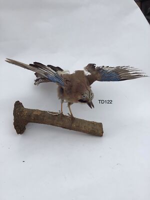 TD122 Eurasischer Eichelhäher auf Ast