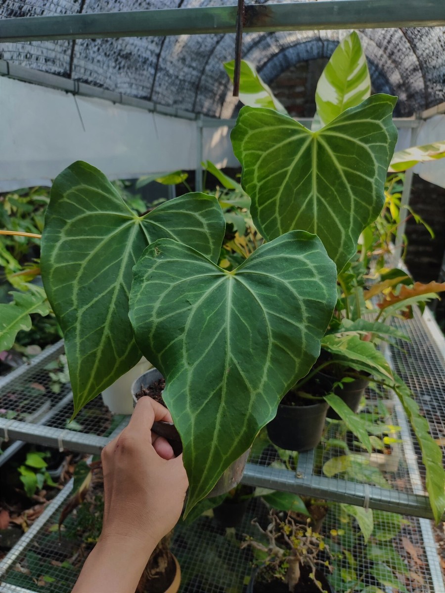 anthurium hybride Anthurium 