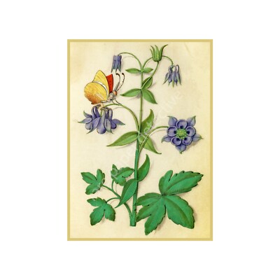 Botanical Print, Antique Flower Art with Butterfly, Reproduction Art, 5'' x 7''
