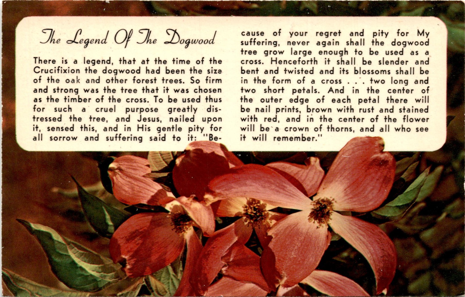 Dogwood Legend Crucifixion Cross Jesus Oak Timber Forest Trees Postcard
