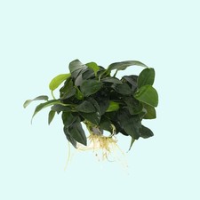 Anubias Nana Petite Bare Root Live Plant Buy 2 Get 1 Free