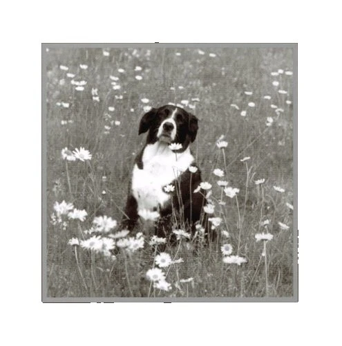 Limited Edition Classical Music CDs