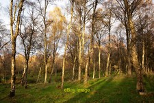 Photo 6x4 Ryefield Wood, Black Isle Duncanston A birch wood without paths c2021