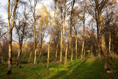 Foto 6x4 Ryefield Wood, Black Isle Dunston A Birkenwald ohne Wege um 2021