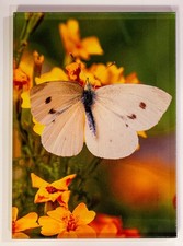 Fensterbild Wandbild Aufsteller Fotokunst Schmetterling 10mm-Acrylglas (13x18cm)