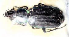 Carabidae Catadromous lacordairei 37mm A1 from AUSTRALIA - #4525