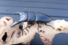 Hirschkäfer-Modell (Dorcus titanus)