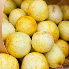Lemon Cucumber Seeds | Heirloom / Non-GMO | Free Shipping | Seed Store | 1059