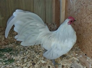 1 - Dozen (12) Lavender Quail Old English Bantam Hatchings Eggs - RARE OEGB