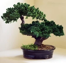 Juniper Bonsai Tree Monterey Double Trunk Preserved - Not a Living Tree 12" inch