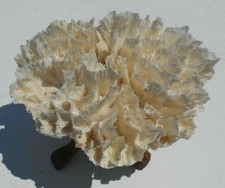 Extra large coral brain? 11 inches long