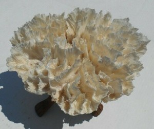 Extra large coral brain? 11 inches long