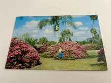 Azalea Time Gaston-Edwards Park Lake Ivanhoe Orlando Florida Postcard