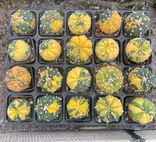 20pcs Rare Plant Cacti Astrophytum asterias Variegated Wholesale Boutique Garden