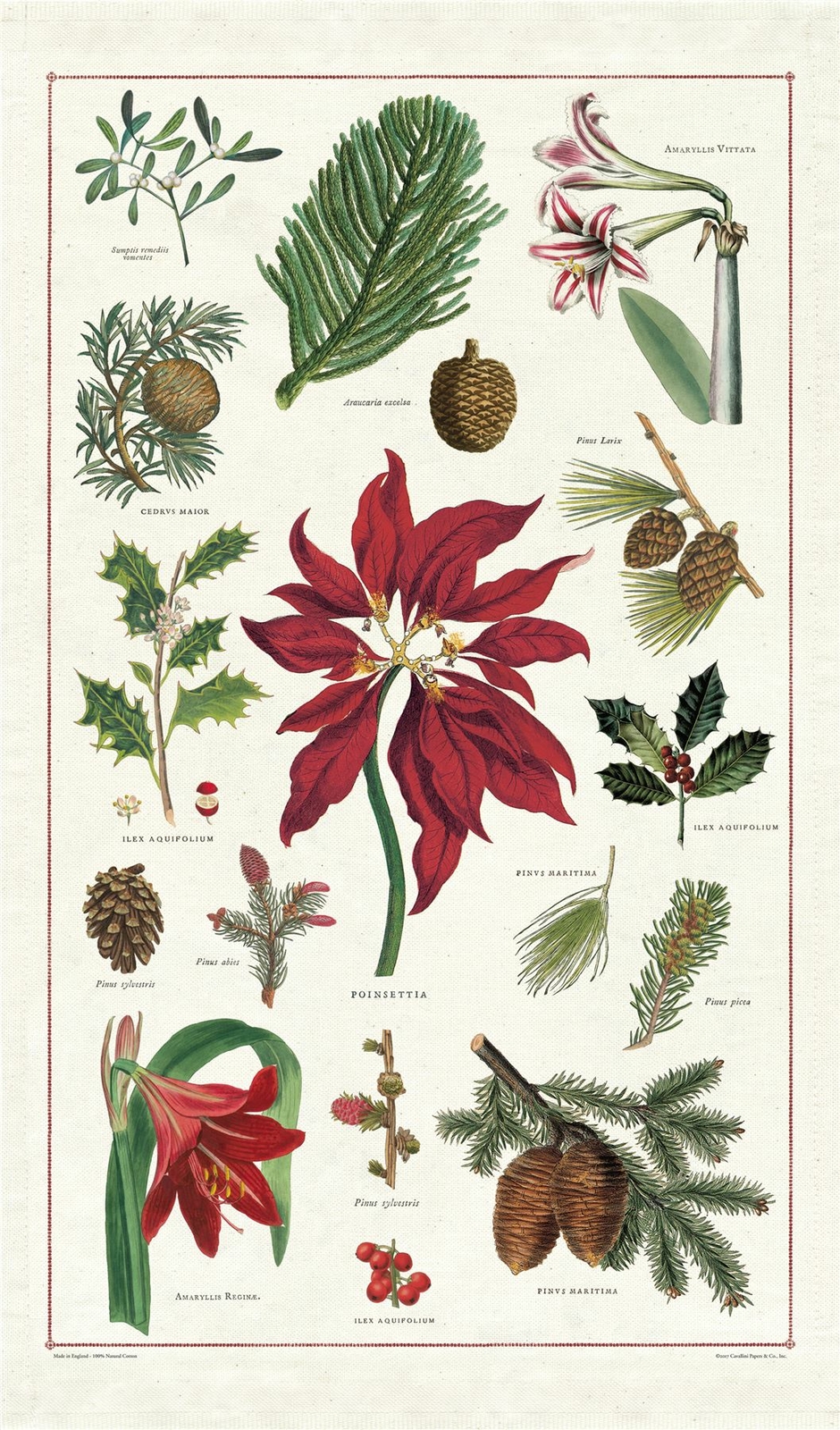 Cavallini - 100% Natural Cotton Vintage Tea Towel-80 x 47cms-Christmas Botanical
