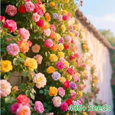 400 Mixed Climbing Rose Rosa Seeds for Planting Outdoors -Heirloom Garden