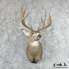 #26800 P+ | Mule Deer Taxidermy Shoulder Mount For Sale