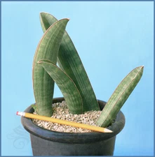 Sansevieria Hallyi — Zimbabwe Leaf+Roots Baseball Bat Robust Healthy Plant Pup