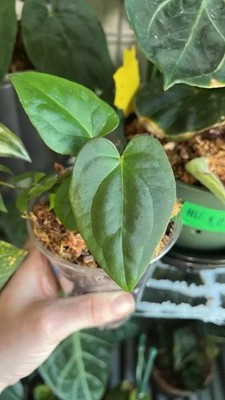 Anthurium Hybrid Exact Seedling (SKG dress x ree pap) x (aff bess x  ochranthum) | eBay