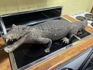 Vintage Taxidermy Full Mount Small Alligator Caiman