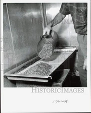 1961 Press Photo Tom Kizer fills culture tray with oat seeds - afa69323