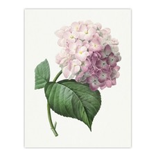 Hydrangea Botanical Illustration Redoute Vintage Wall Art Print Poster