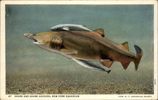 Sand Shark New York Aquarium vintage postcard h239