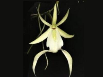 orchids73様 Lc. Pure Soul 'Yutaka Morimoto' HCC/AOS |Odoms Orchids