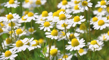 German Chamomile White Herb 1.5GM Approx 6,000 Fresh Seeds for