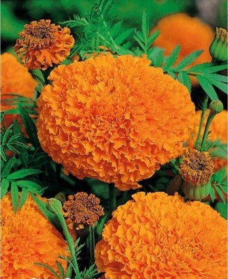 75+ Giant Crackerjack Hawaii Marigold seeds | eBay